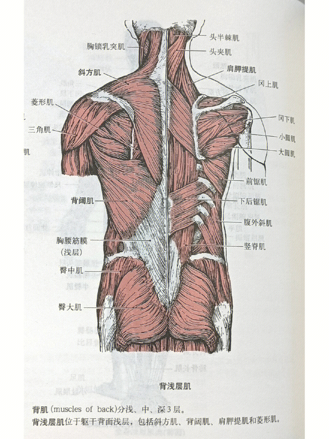 解剖背部肌肉深层中层浅层