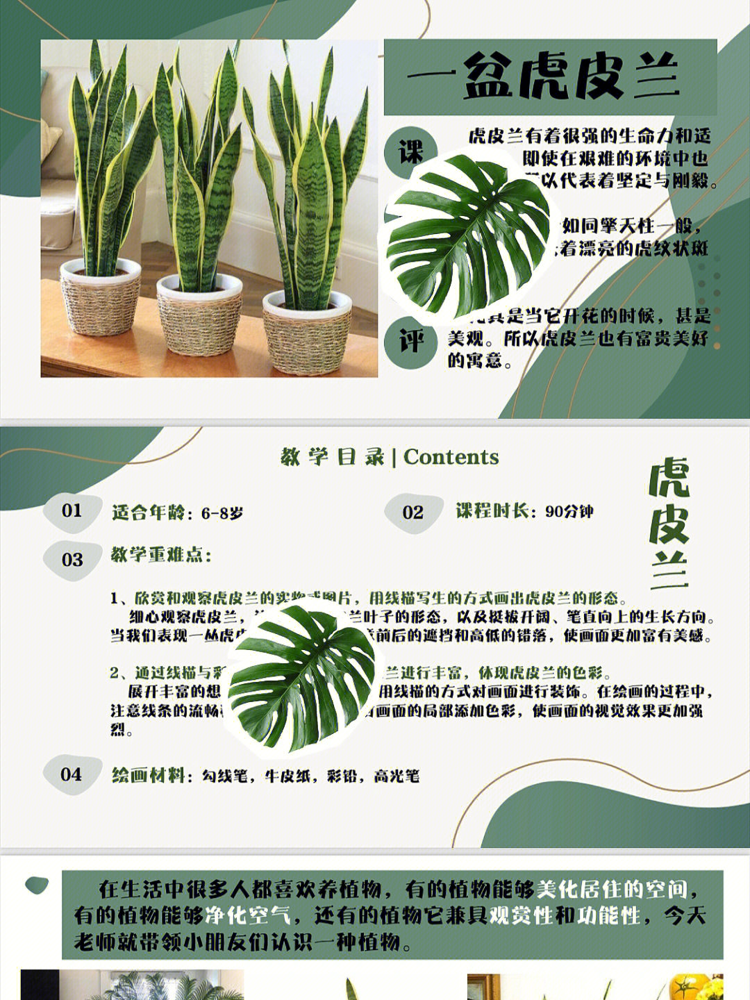 虎皮兰生长过程记录图片