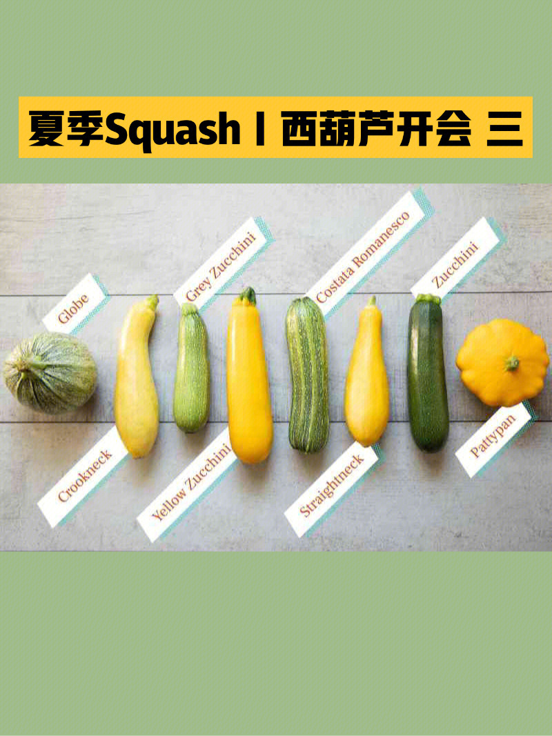 summersquash图片