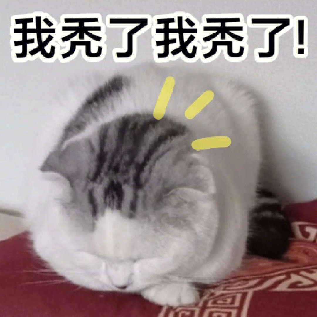 猫猫表情包