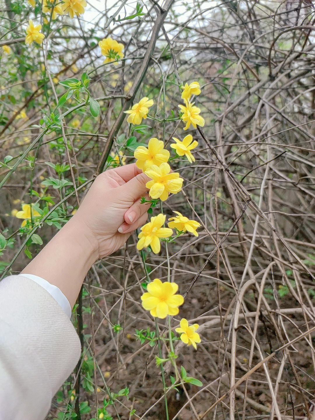 迎春花开