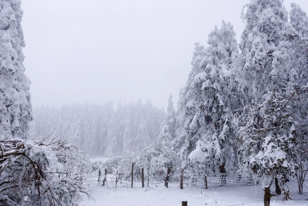 仙女山雪景真实照片图片