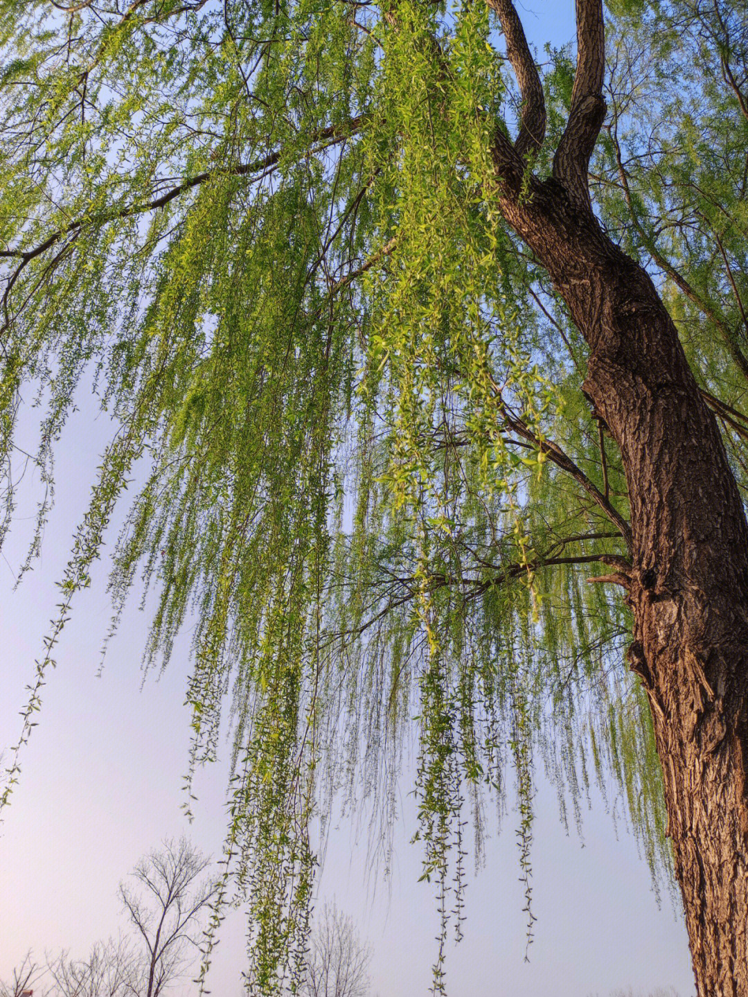 寻找春天的景物图片