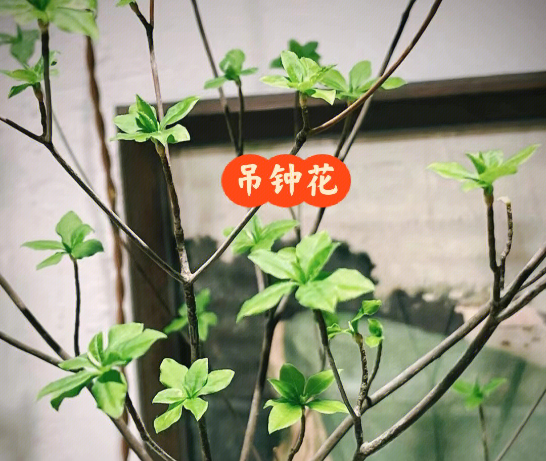 日本吊钟花树寓意图片