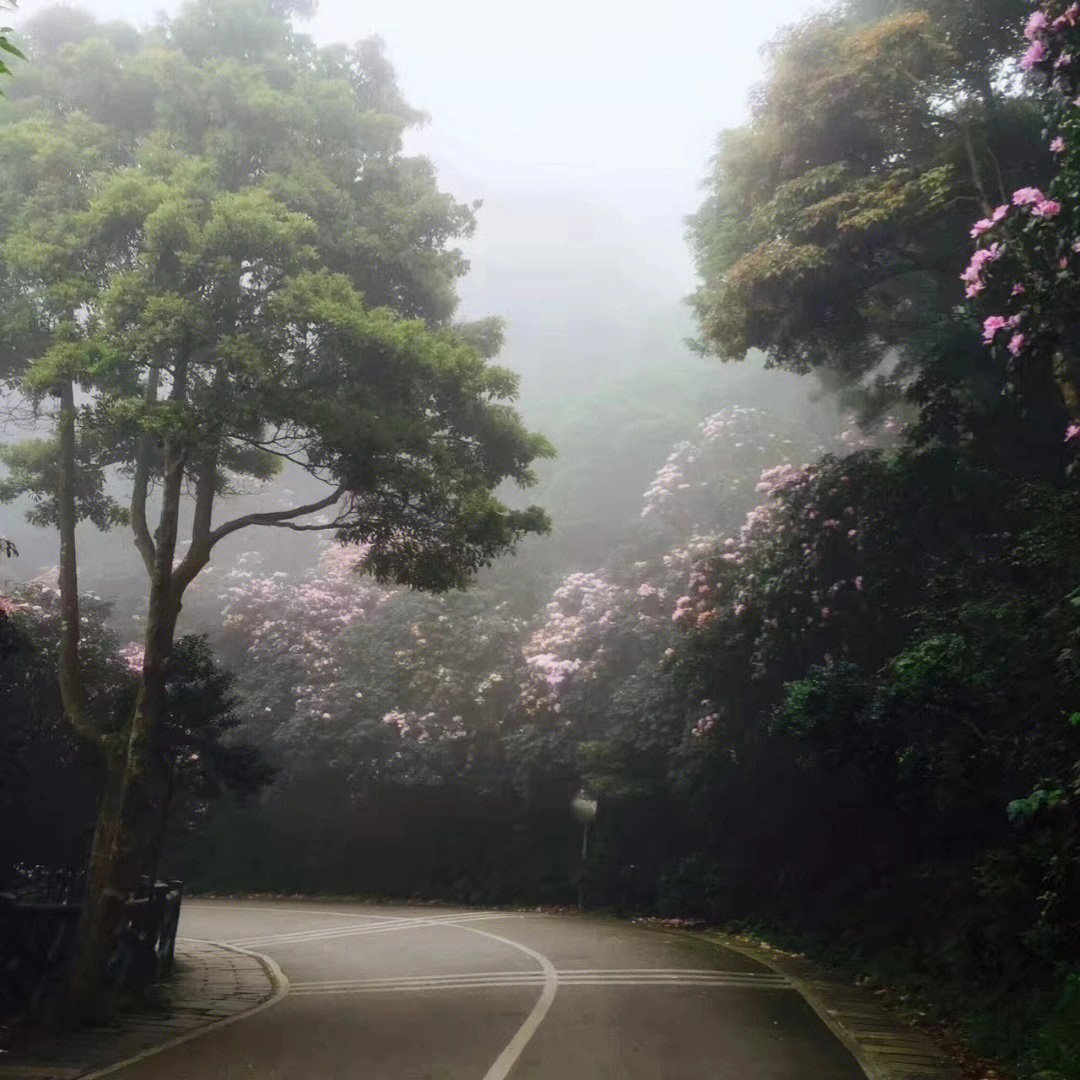 上次去太早只有吊钟花#深圳梧桐山#高山杜鹃#梧桐山毛