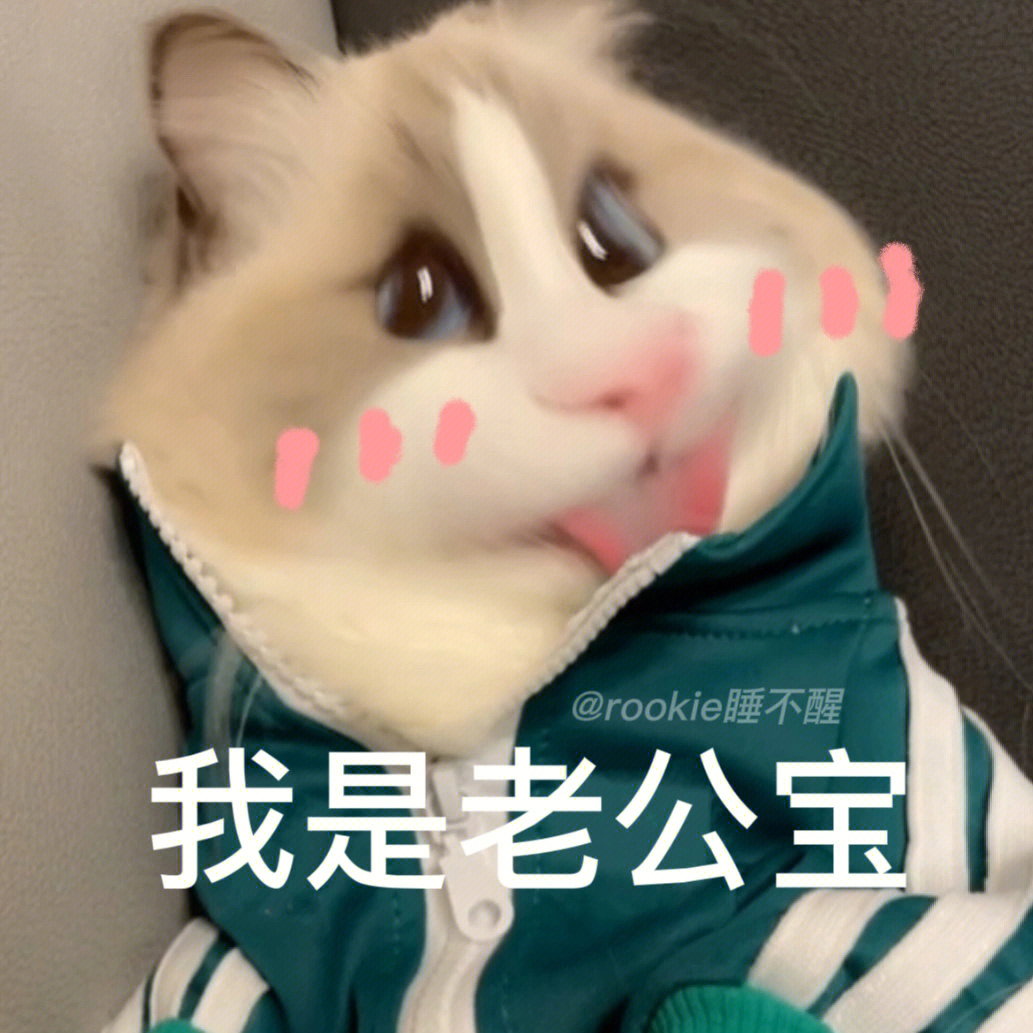 仓鼠小猫rookie表情包图片