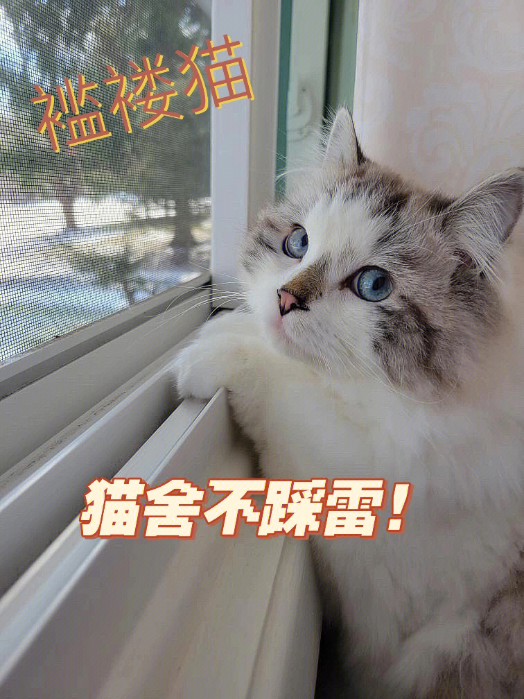 褴褛猫幼猫图片