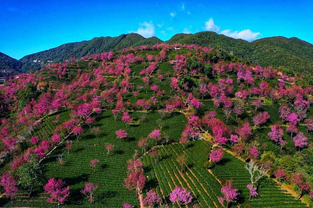 12月大理南涧无量山樱花谷春天最早到