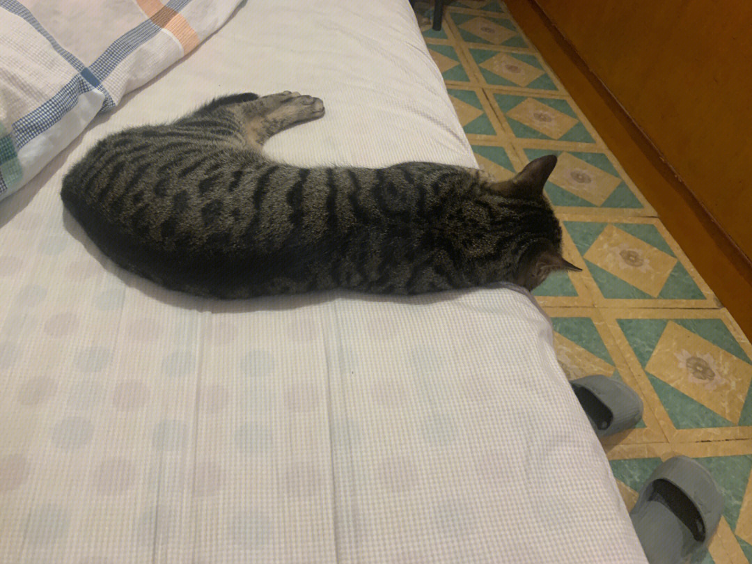 猫弓着背睡觉图片