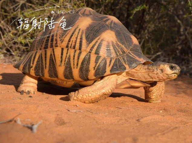 辐射陆龟丨陆龟中最耀眼的烟花