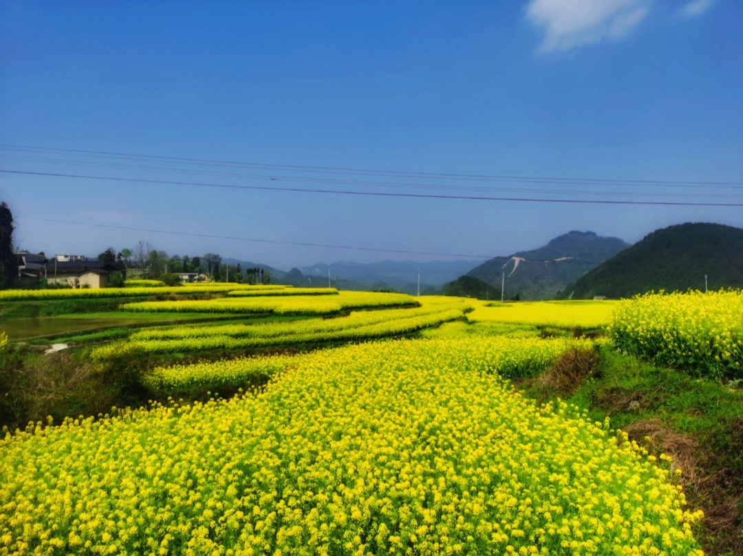 开阳底窝坝油菜花图片