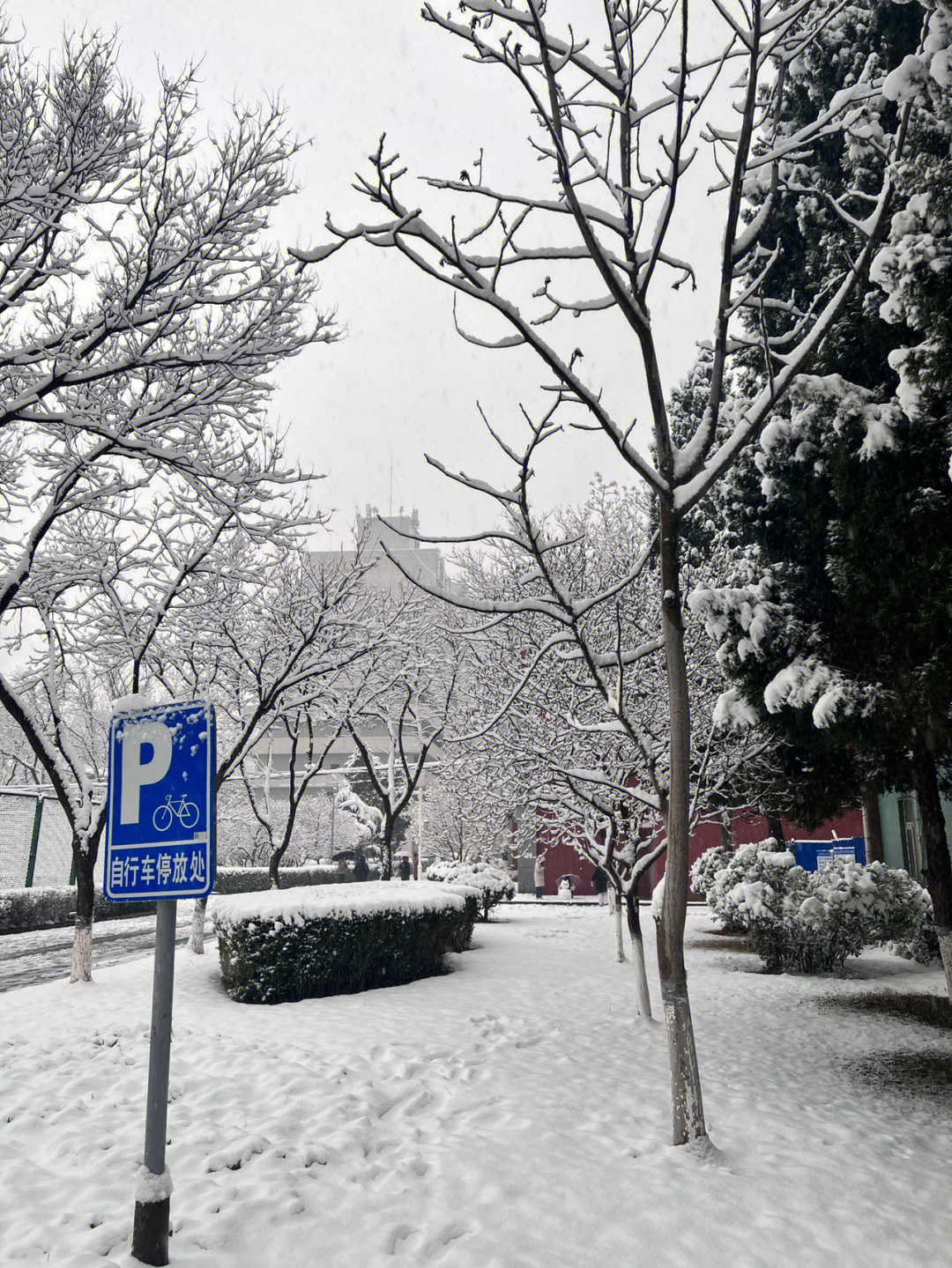 北京三月的雪