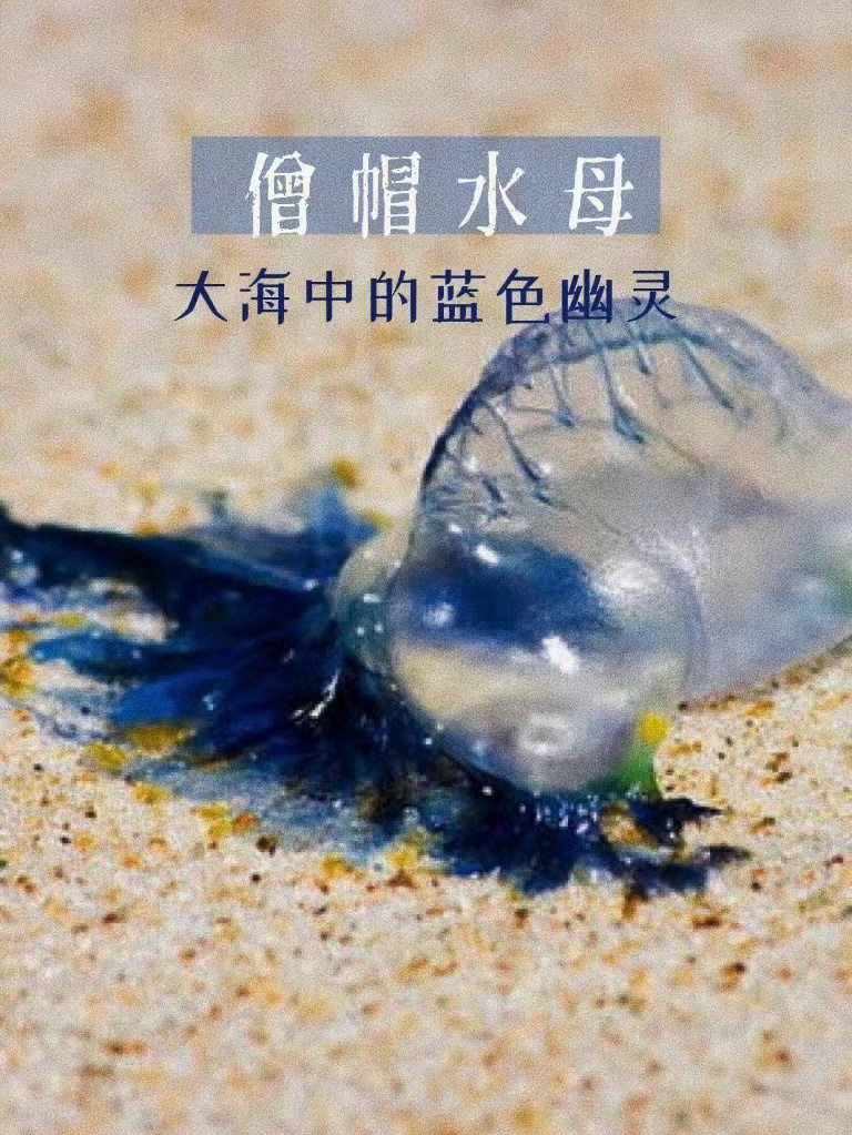 箱形水母vs僧帽水母图片