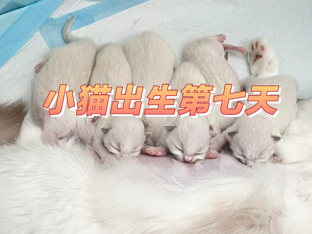 刚出生的猫1到7天图片图片