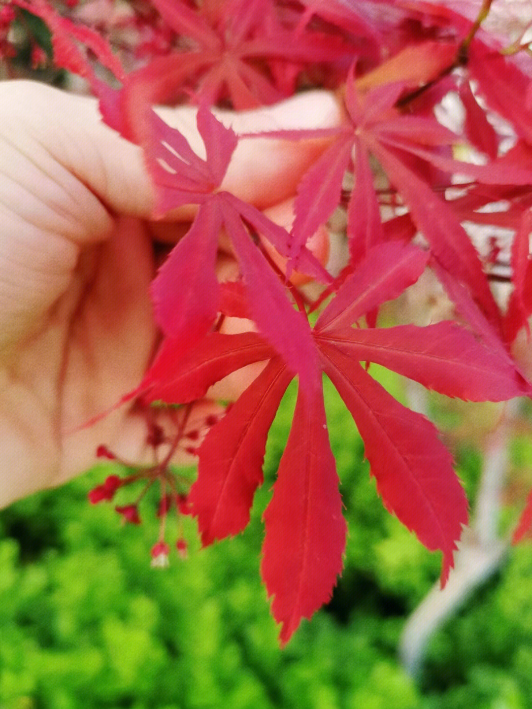 齐齐菜开花图片