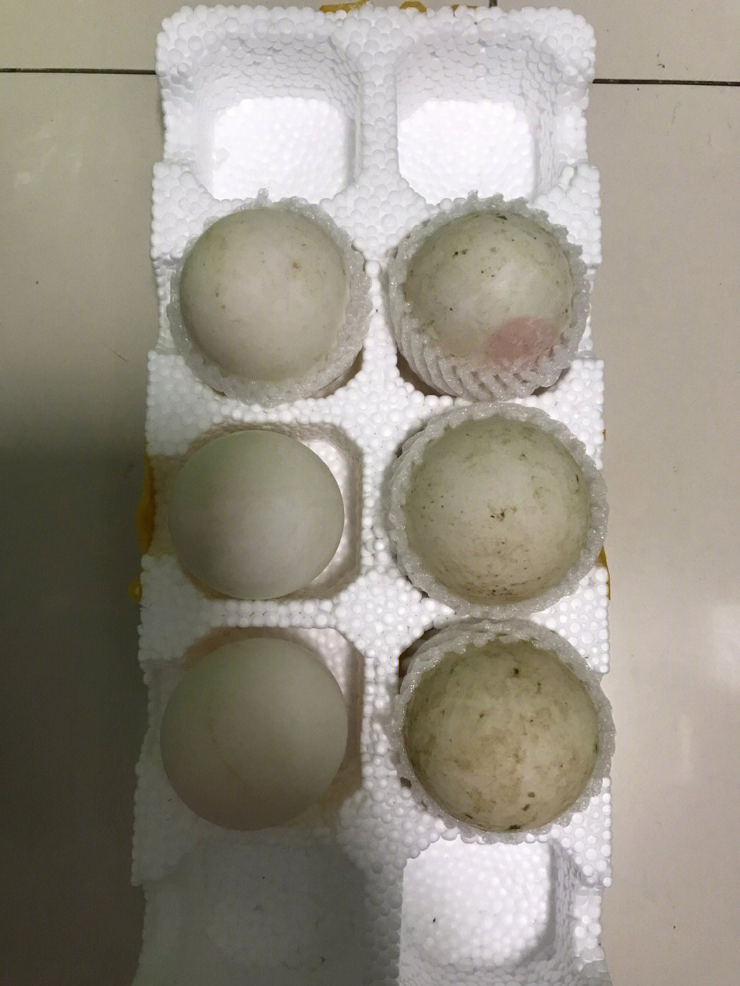 番鸭蛋孵化31天照蛋图片