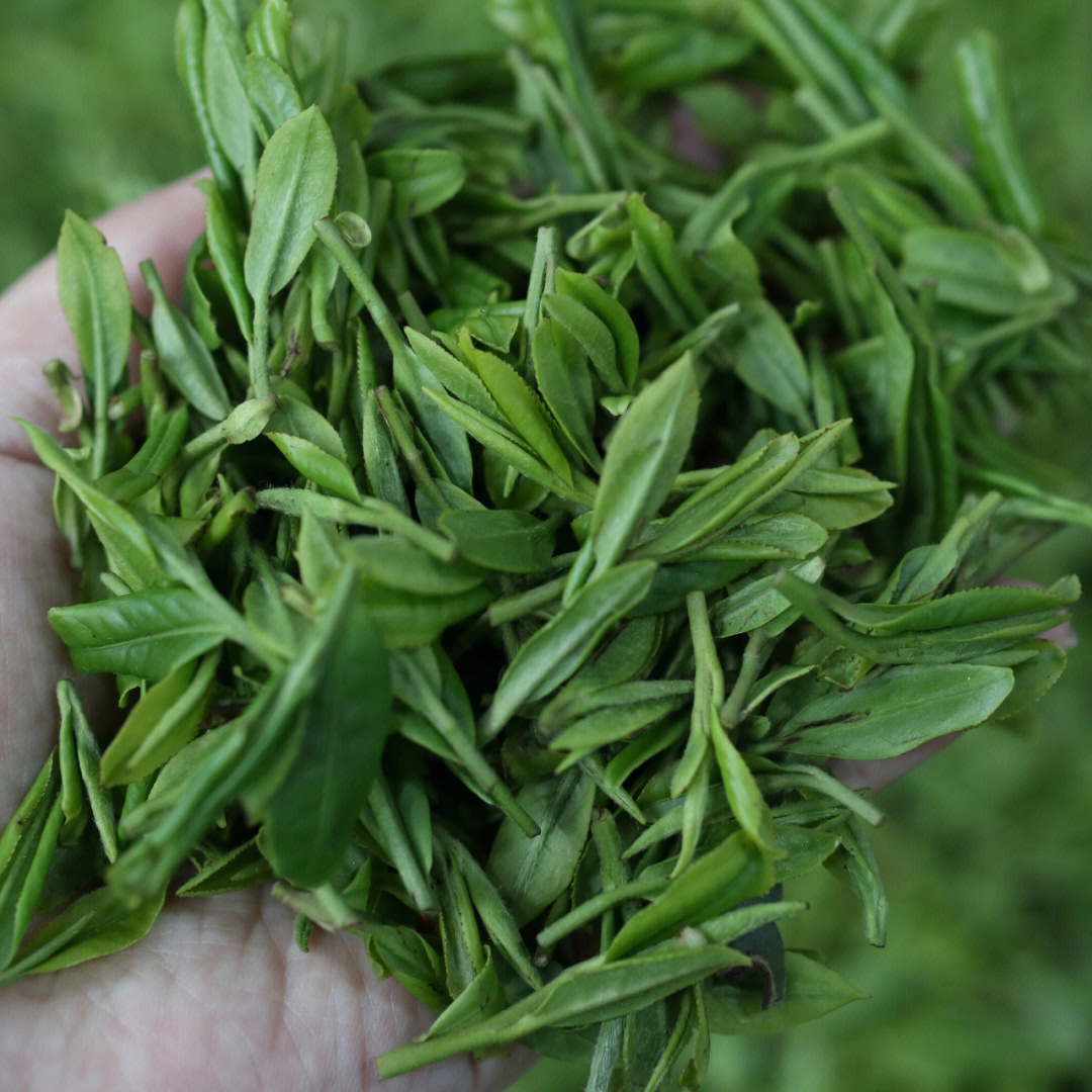 泗交雨露绿茶图片