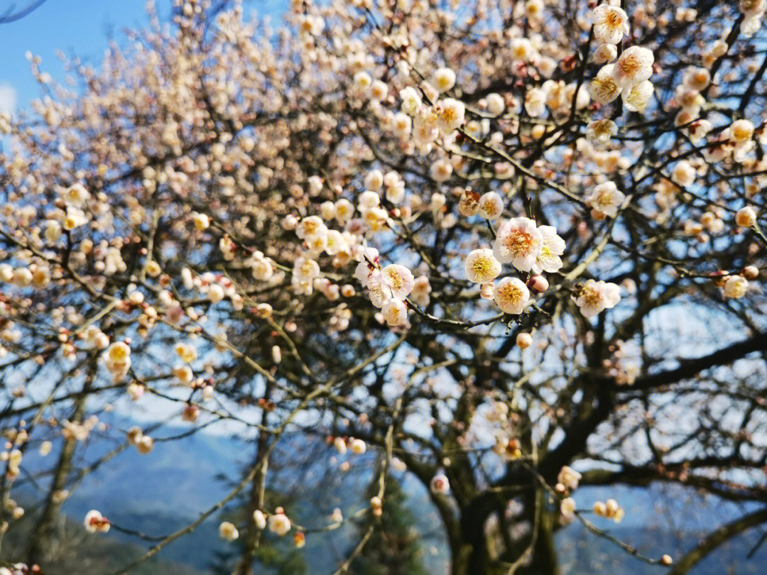 青梅花的花语图片