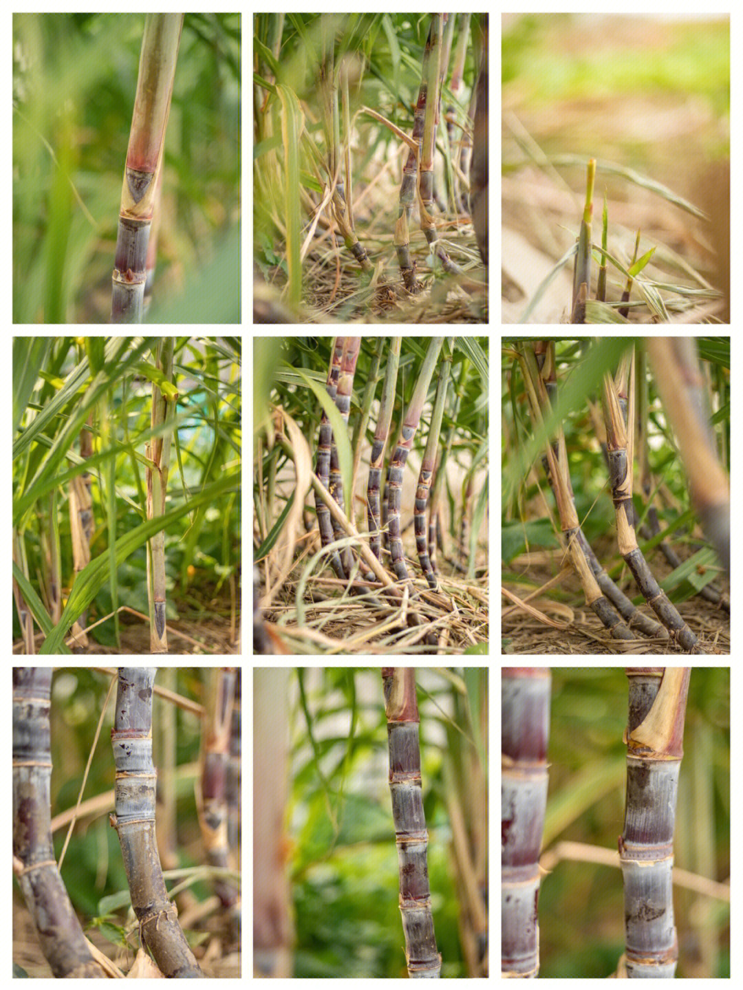甘蔗的生长过程图片