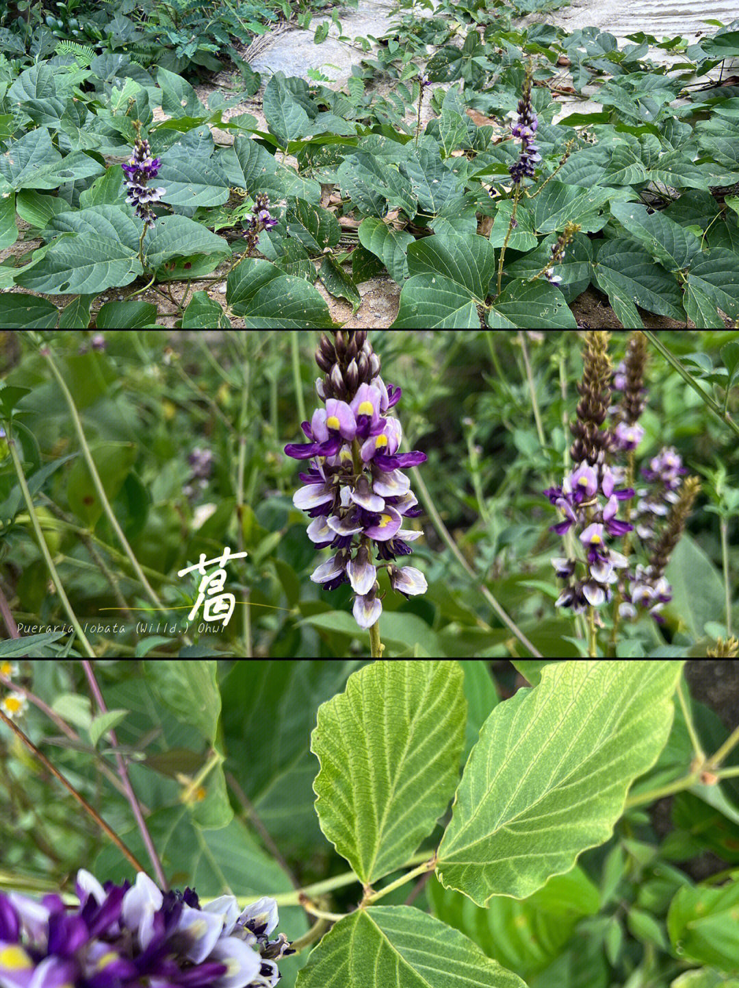 户外植物葛〔pueraria lobata(willd.