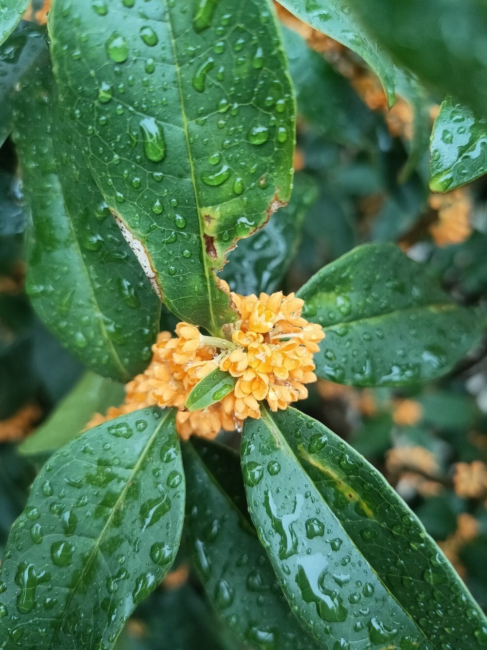 雨后桂花