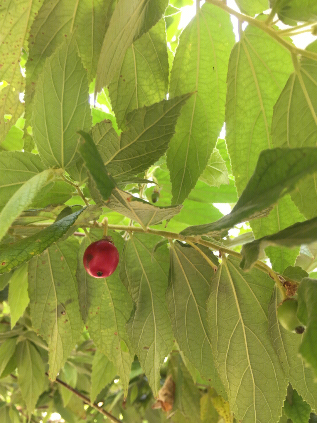 胭脂花果实图片