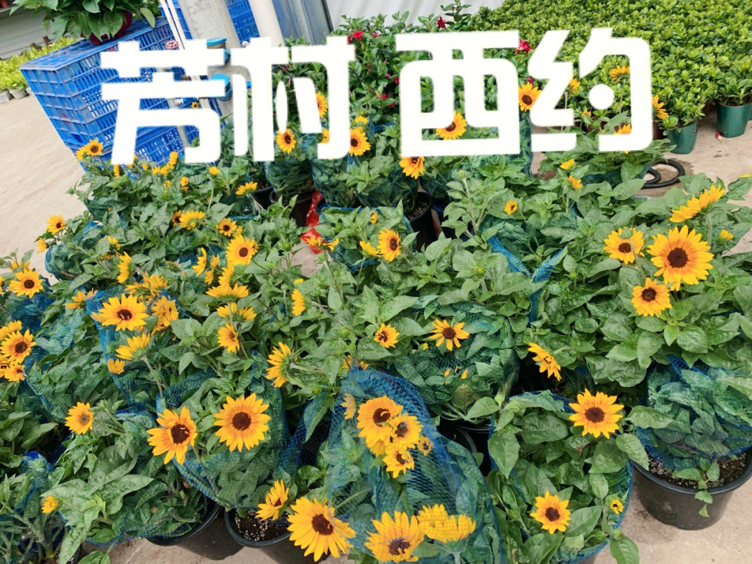 广州芳村花卉种植基地图片