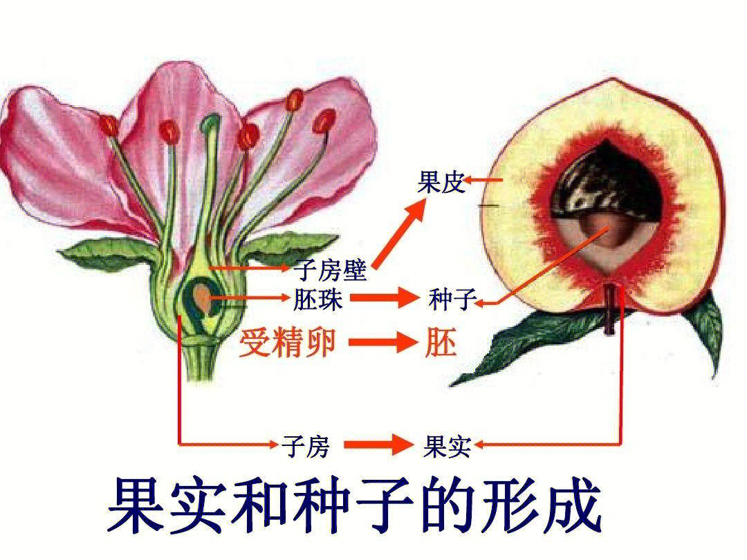 花与果实的对应结构图图片
