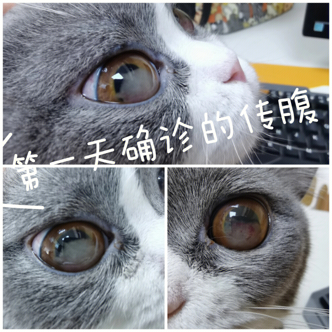 猫传腹眼睛变异图片图片