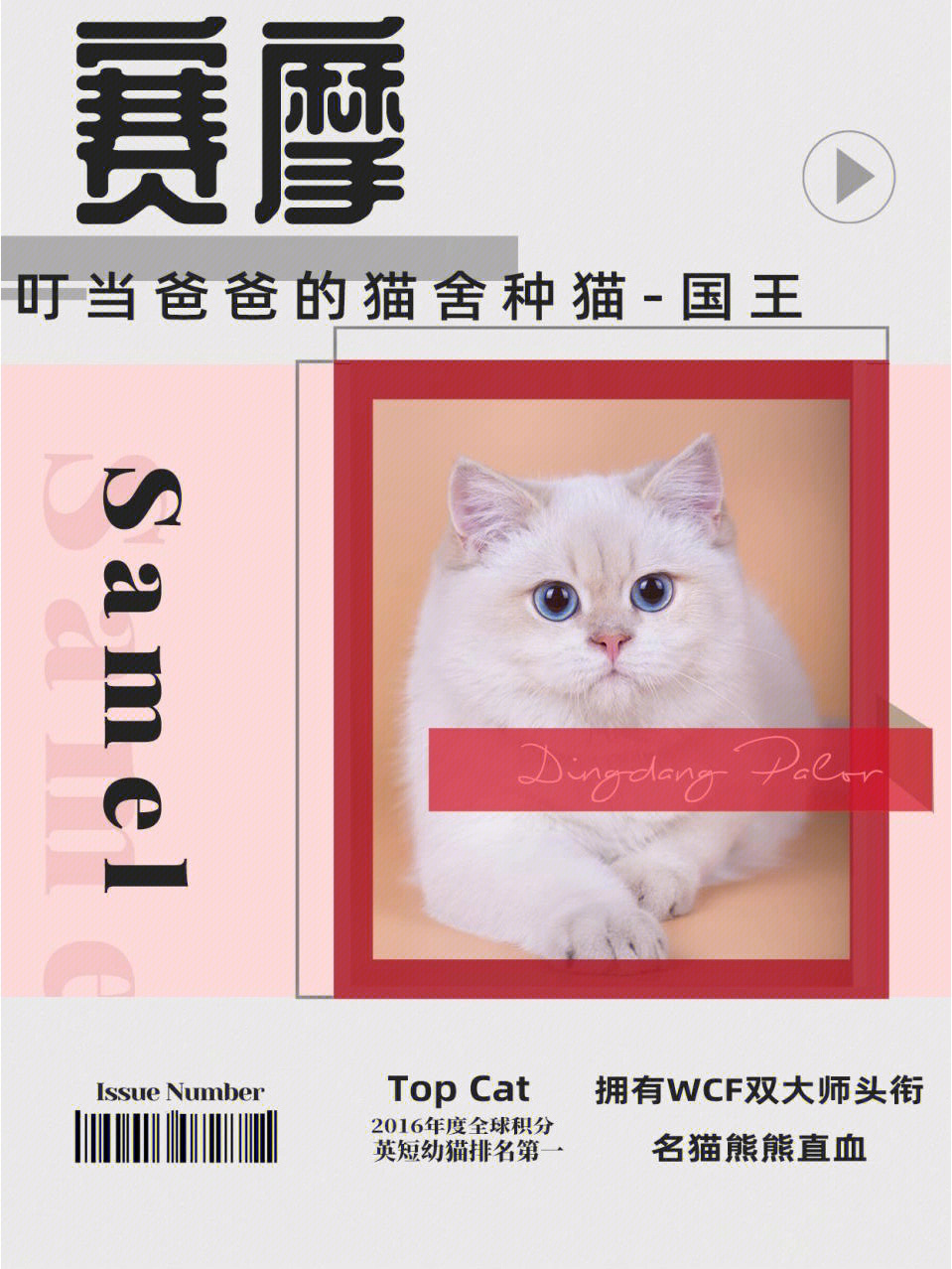 叮当爸爸的猫舍种公展示