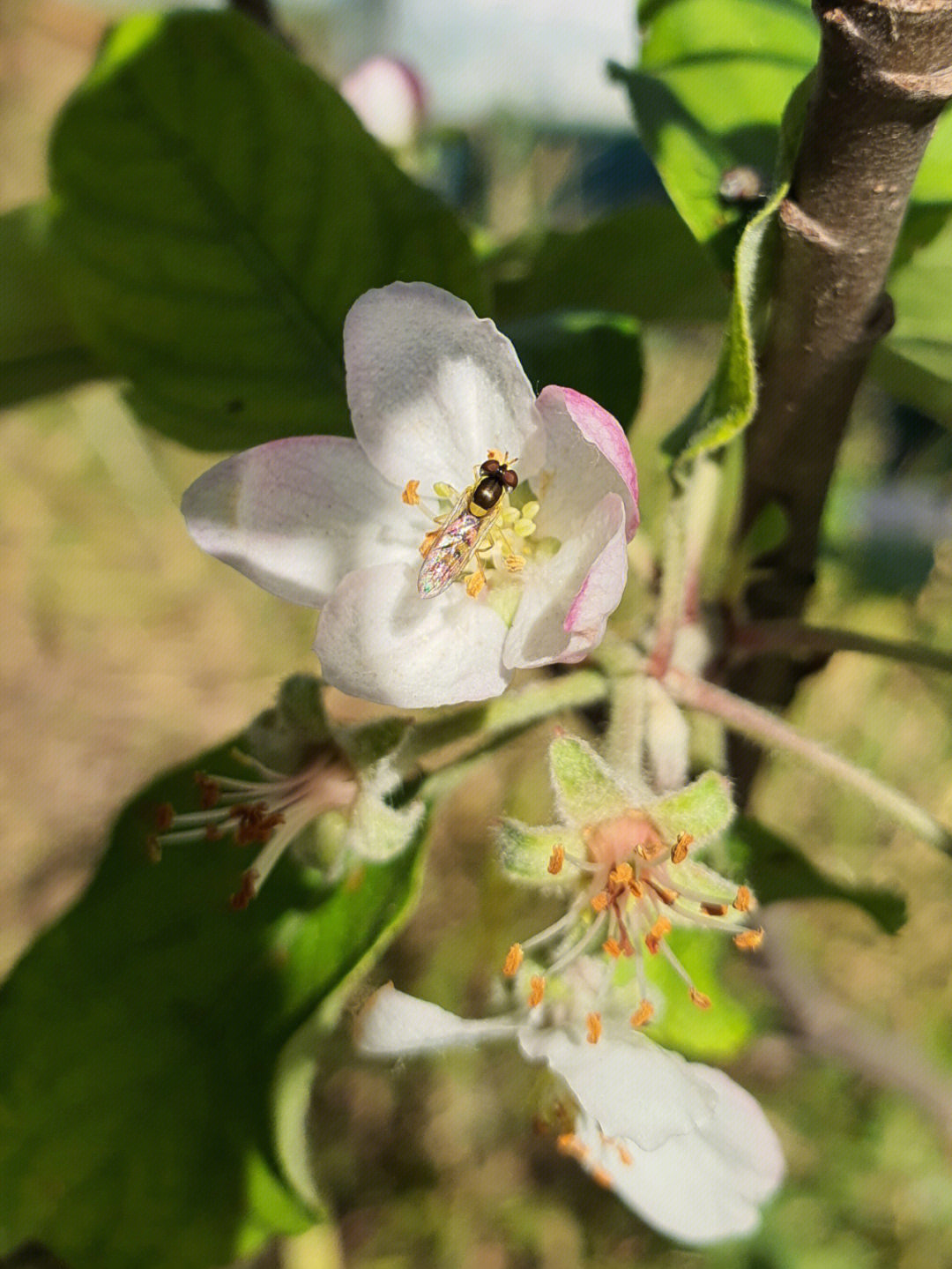 苹果花和海棠花的区别图片