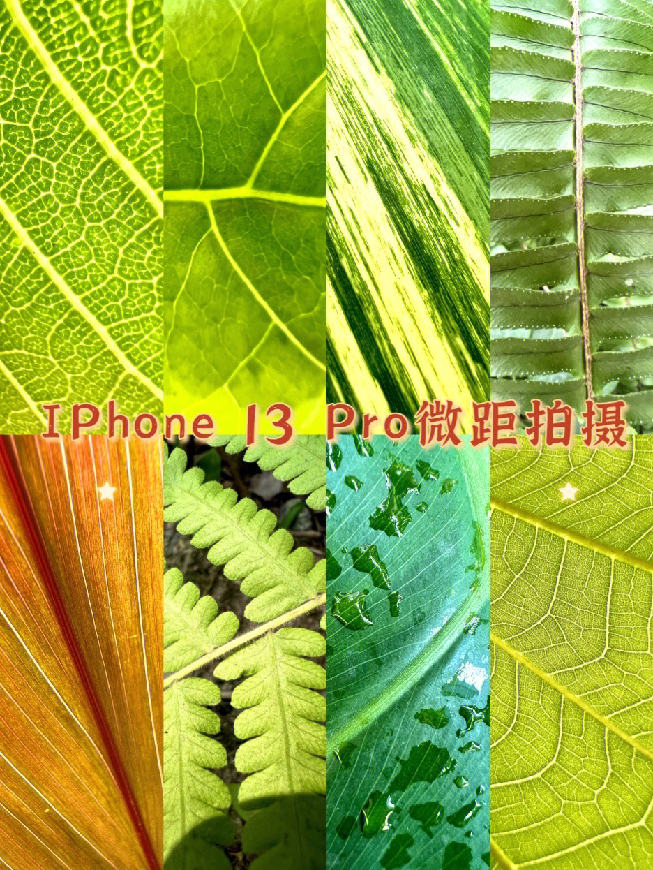 iphone11pro微距拍摄图片