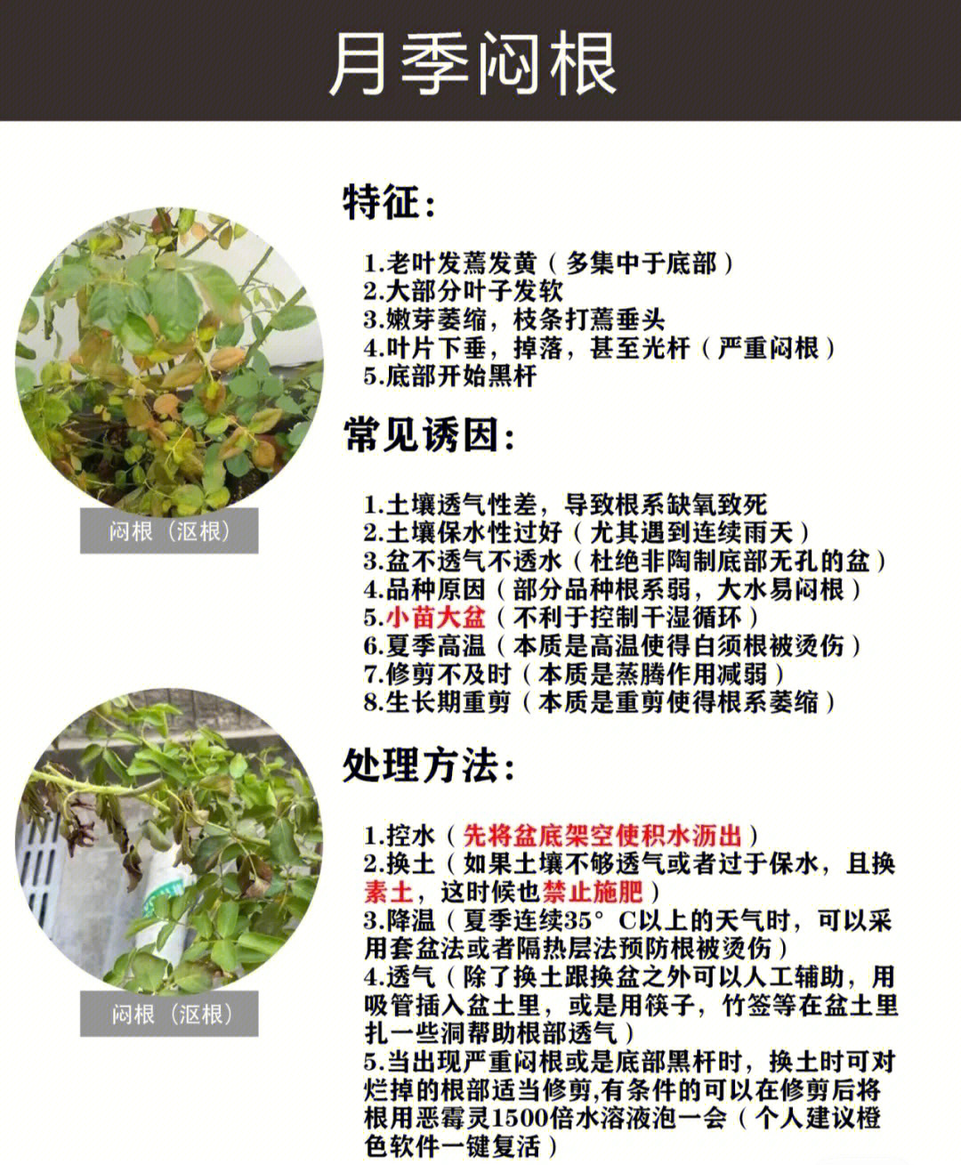 观察月季花科学记录图片