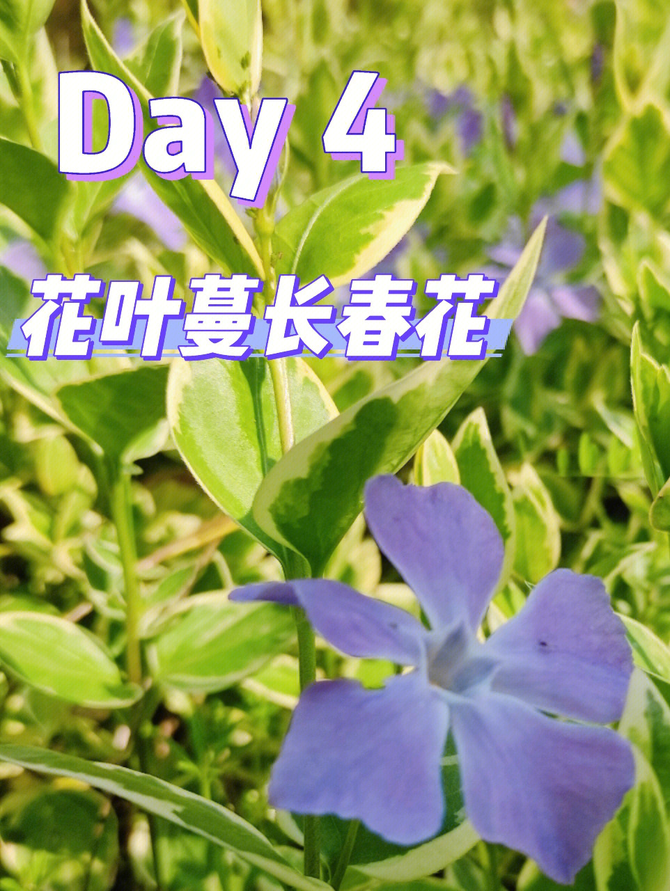 第四拍花叶蔓长春花