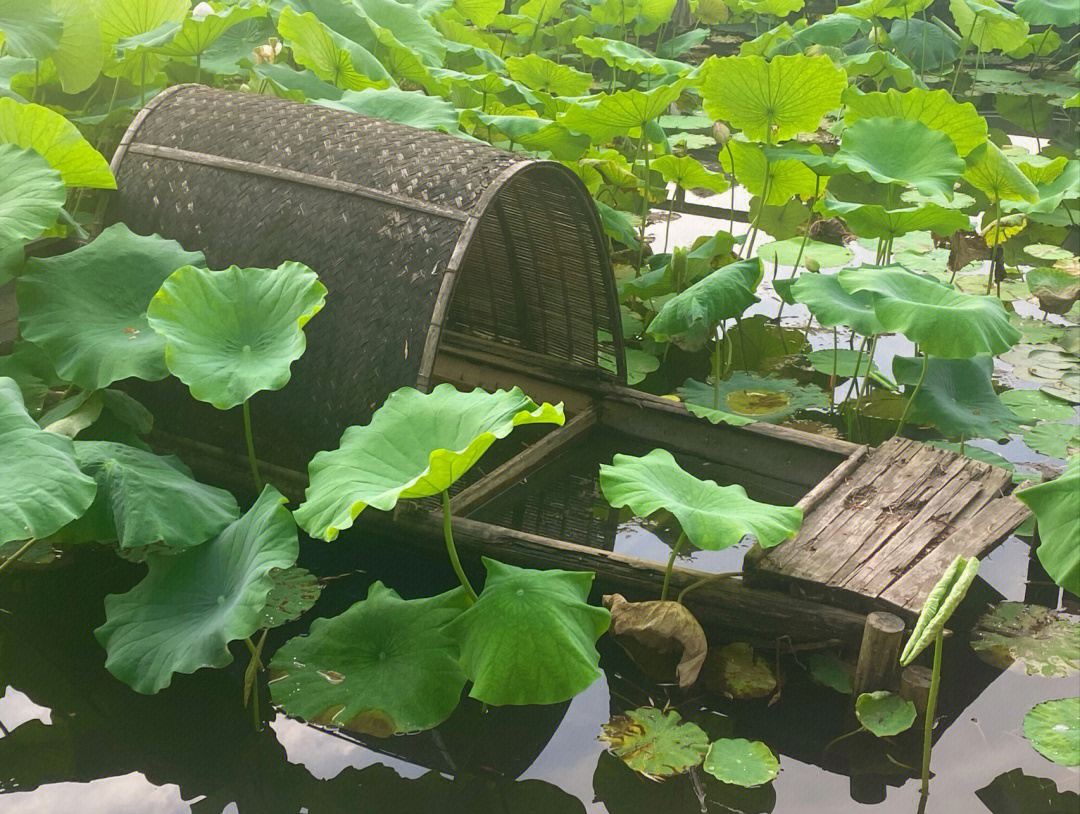 荷花荡里的乌篷船图片图片