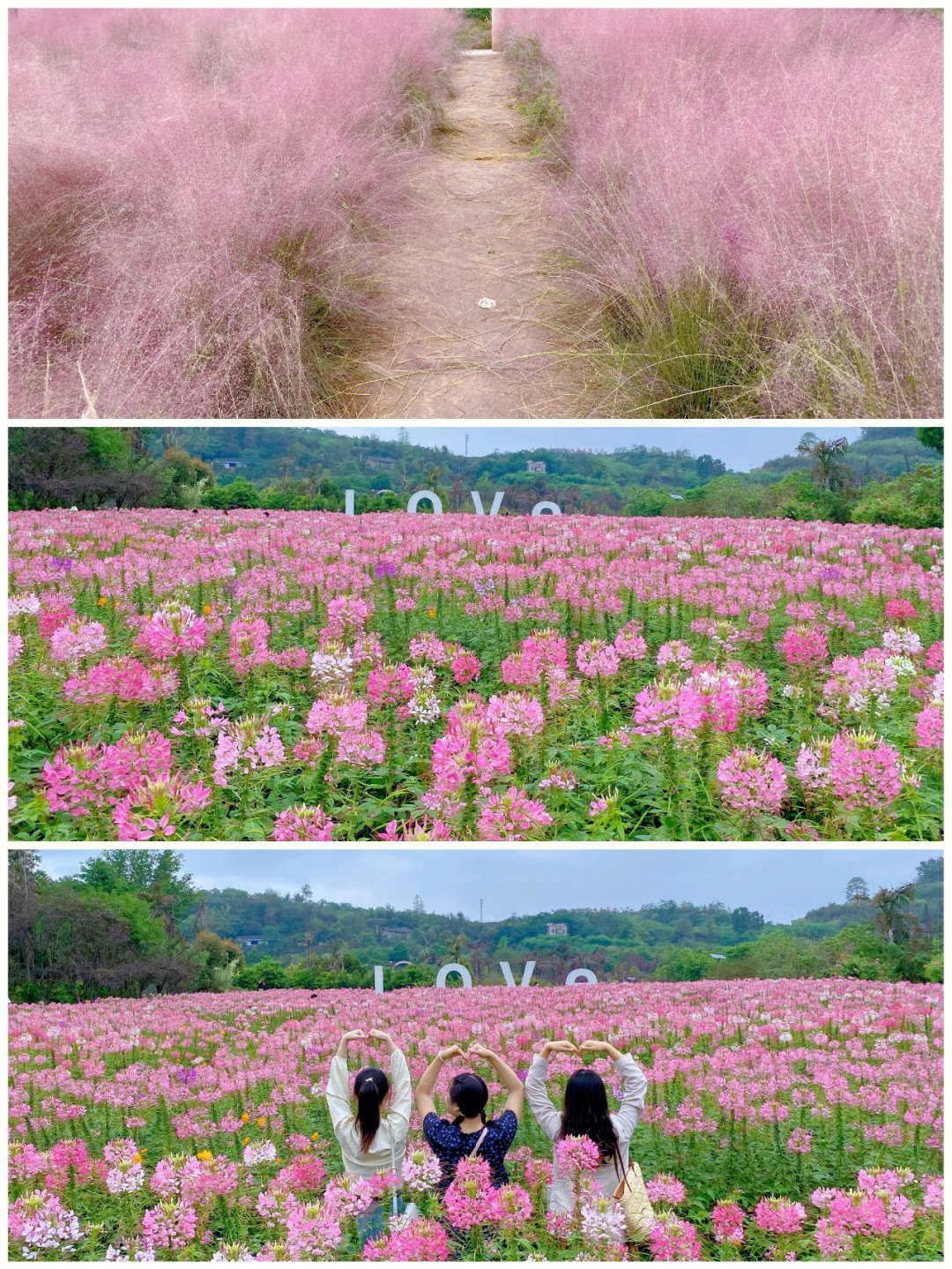 沙坪坝凤凰花海路线图片