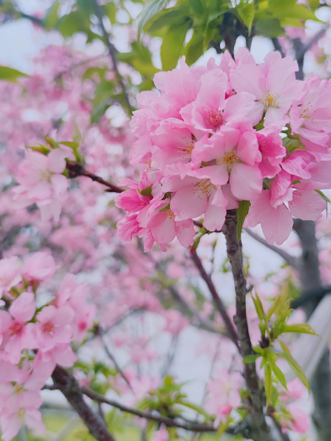 樱花有多少种颜色图片