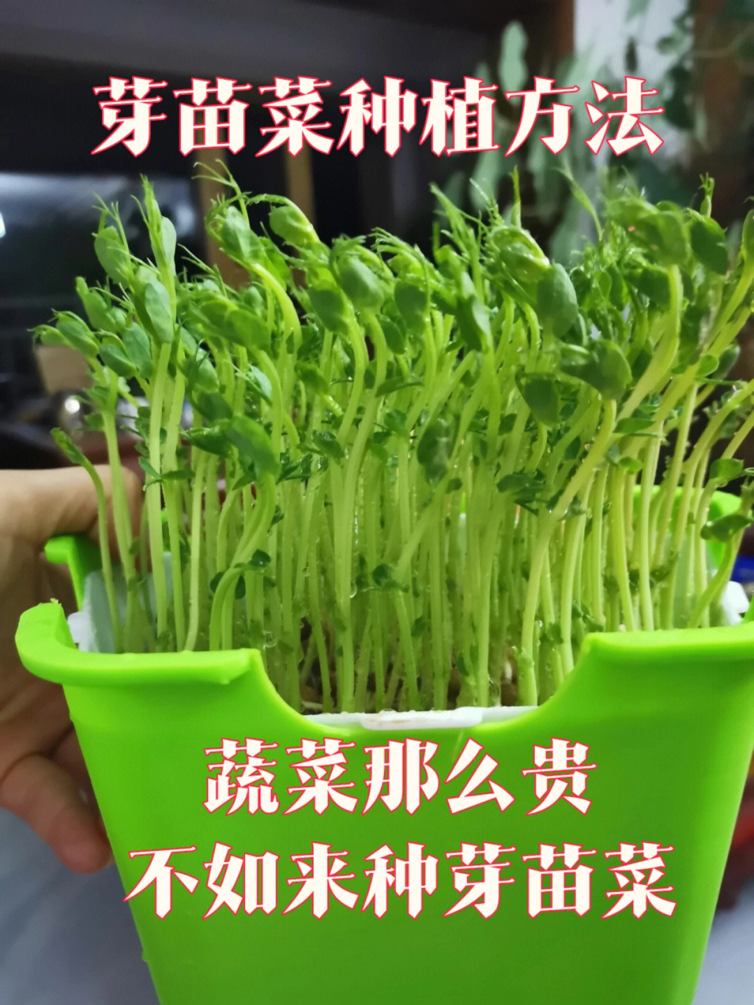 芽菜种植方法图片