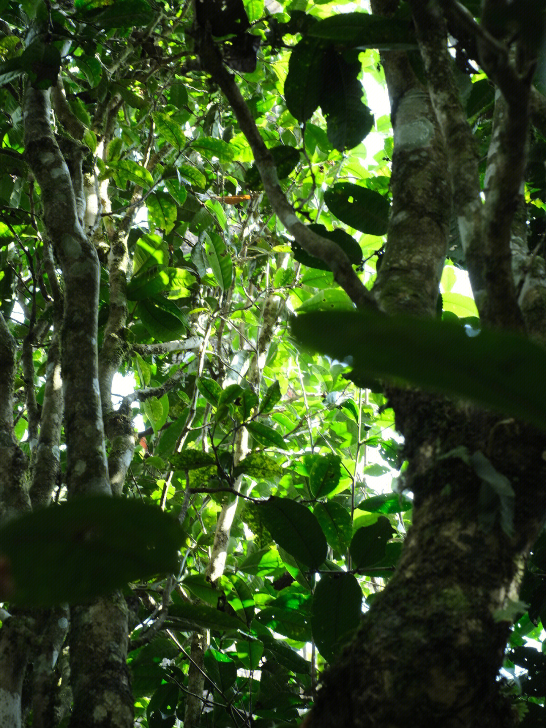 探访勐海村寨的古茶树保护生物多样性