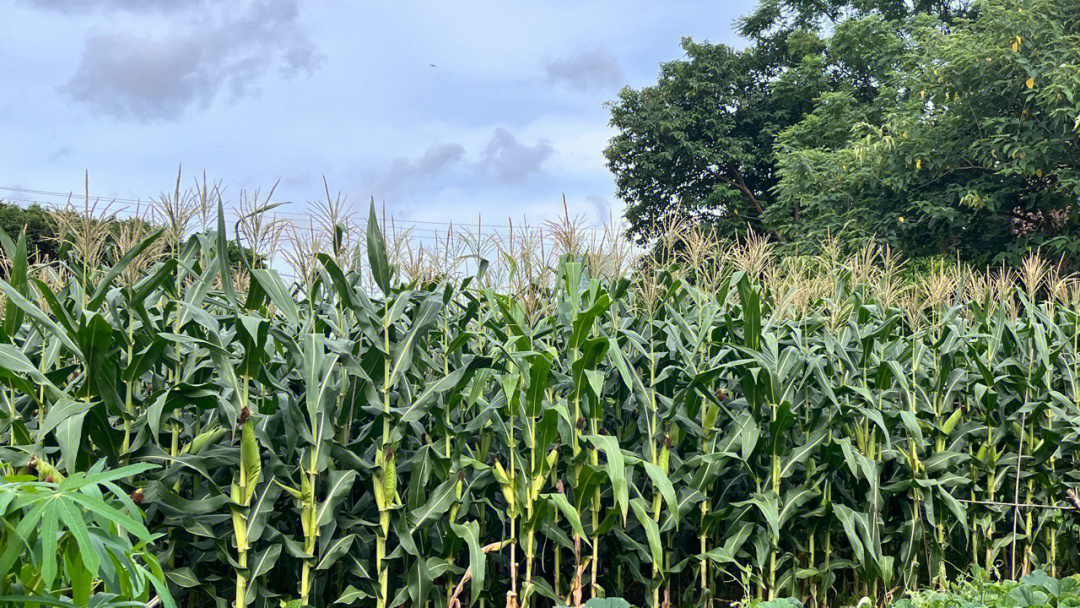 农村玉米地风景图片图片