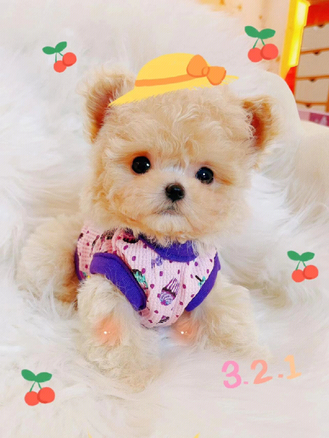 娃娃脸奶油色微小泰迪弟弟找新妈妈啦