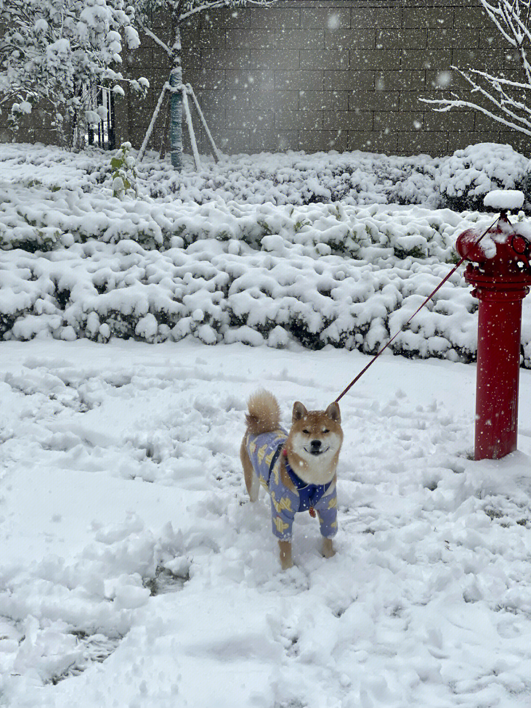 东北狗玩雪