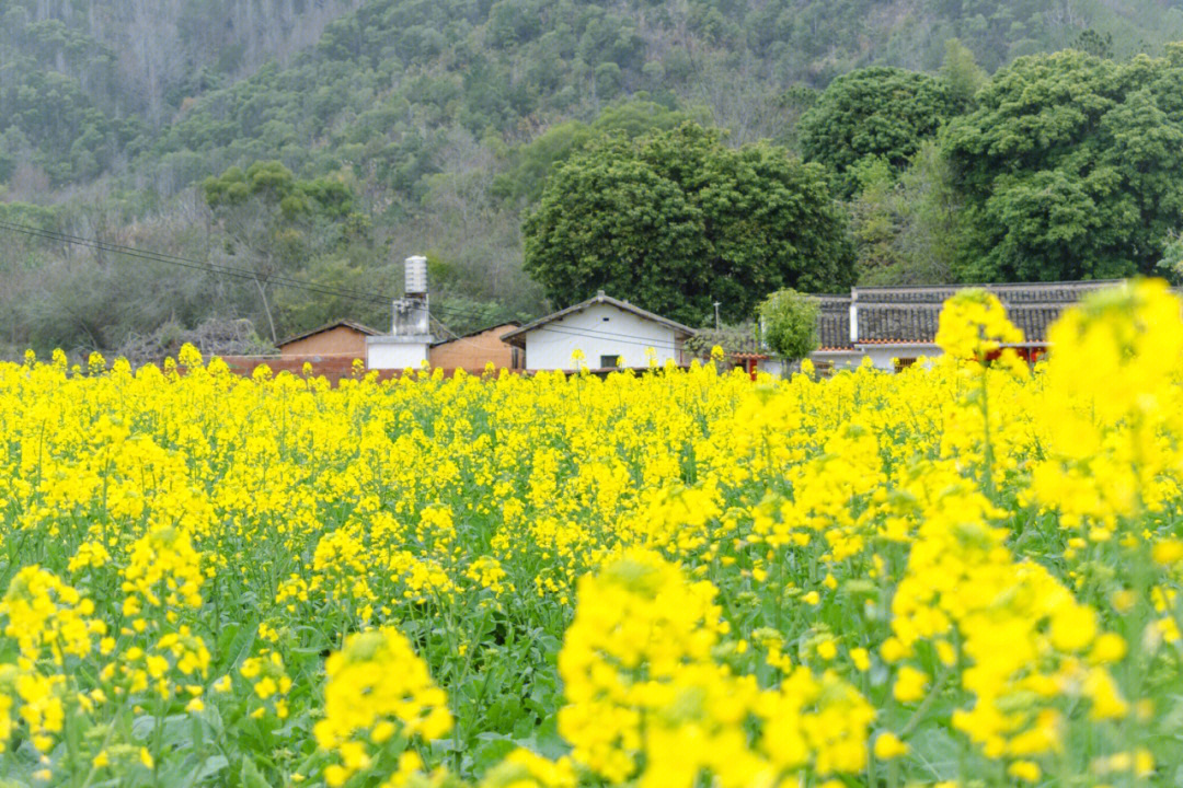 梅州赏花好去处油菜花拍照