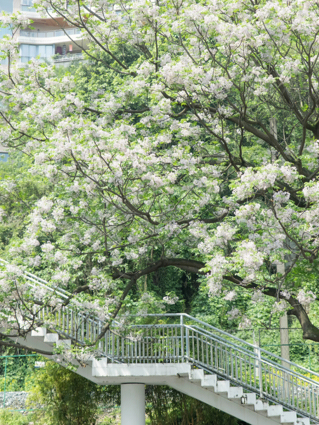 春日限定路边的苦楝树开花了