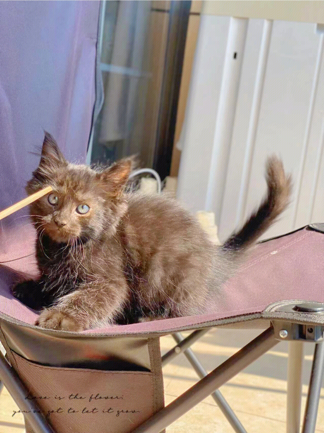 太阳底下是巧克力色,室内就像个小黑猫了.
