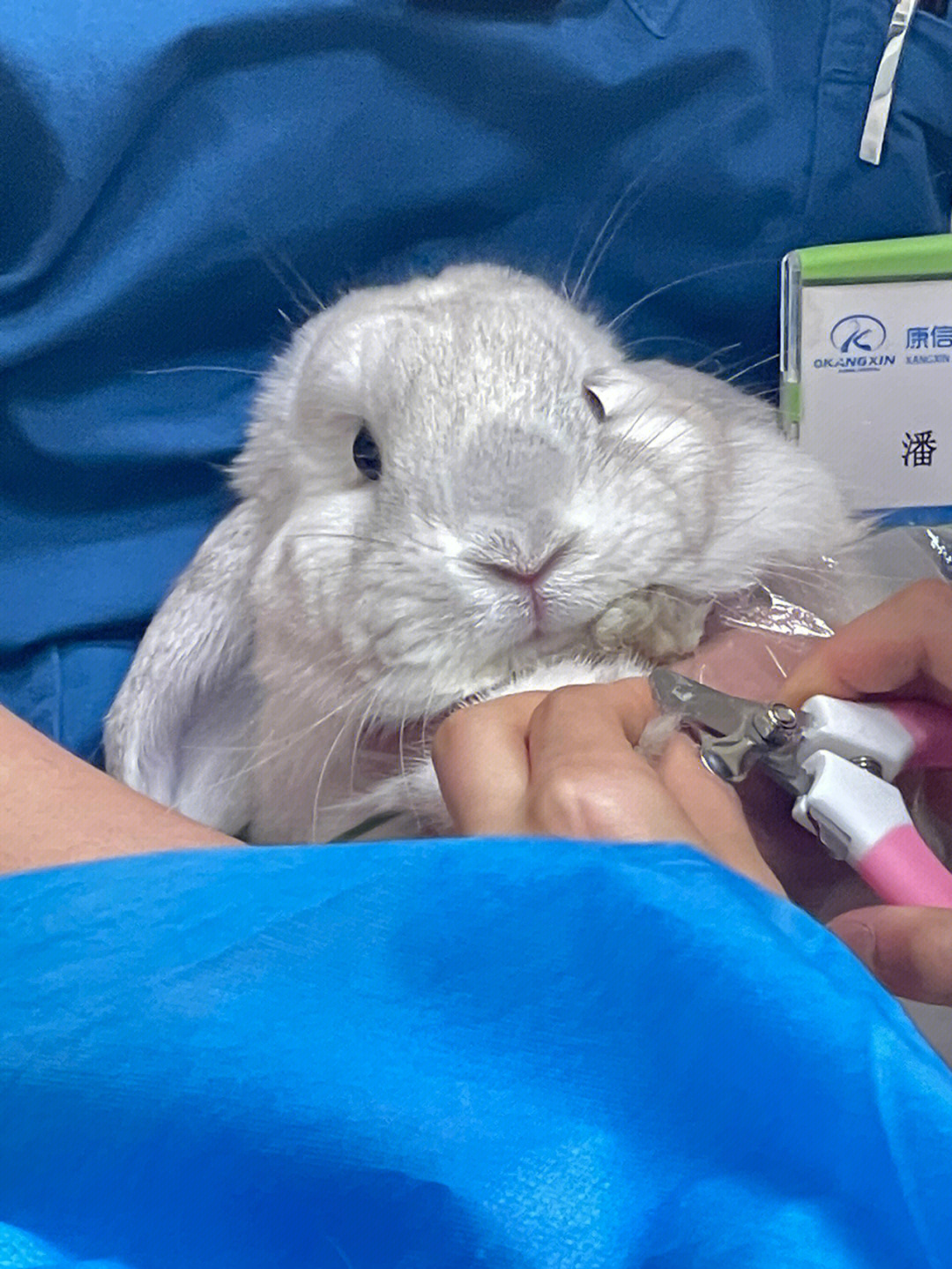 剪指甲的小兔子真是太可爱了