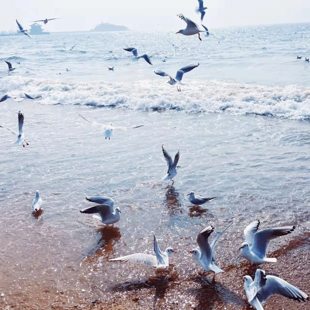 在冬天和喜欢的人来青岛看海鸥吧