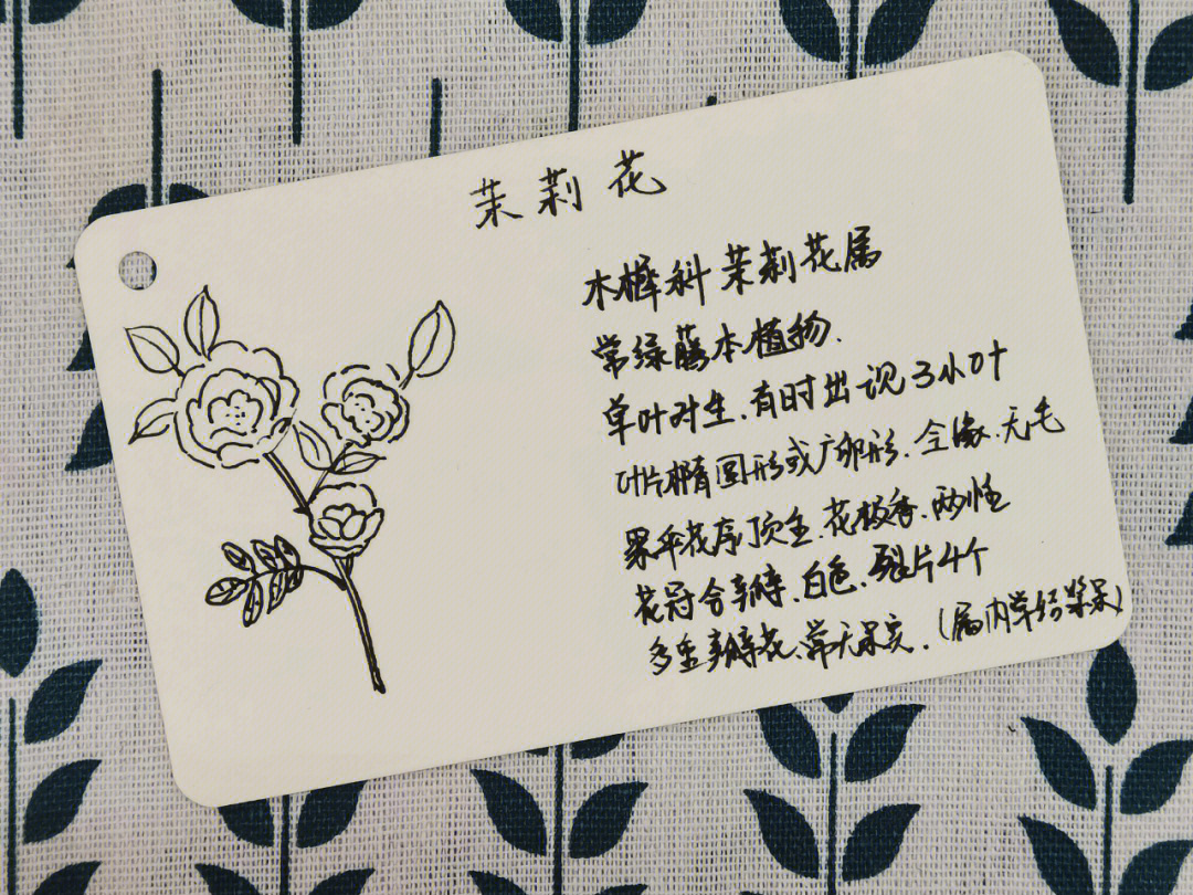 茉莉花植物观察卡图片