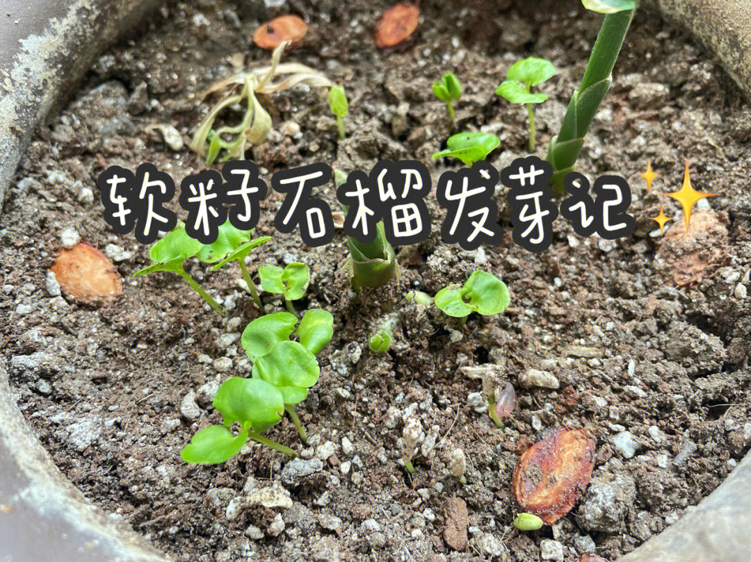 榴莲种子发芽过程图片