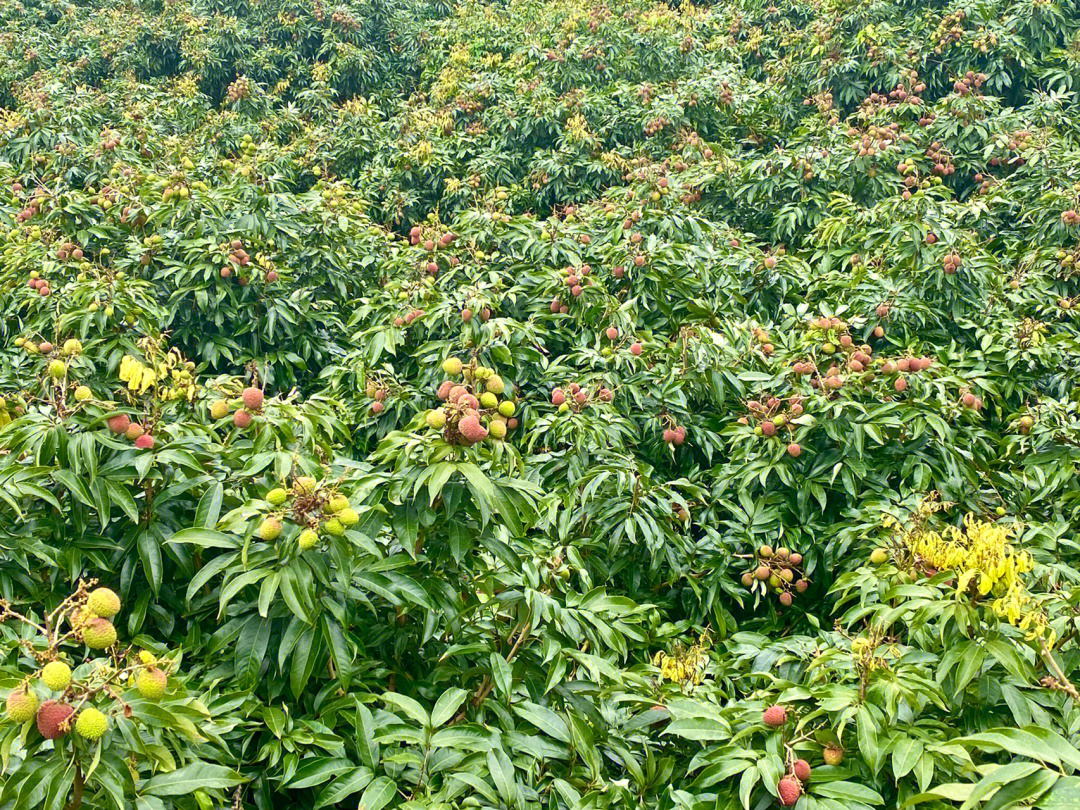 种植荔枝全部过程图片